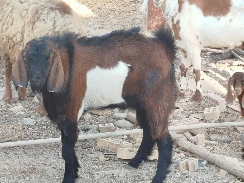 حیوانات مزرعه|حیوانات مزرعه|خرمشهر, |دیوار