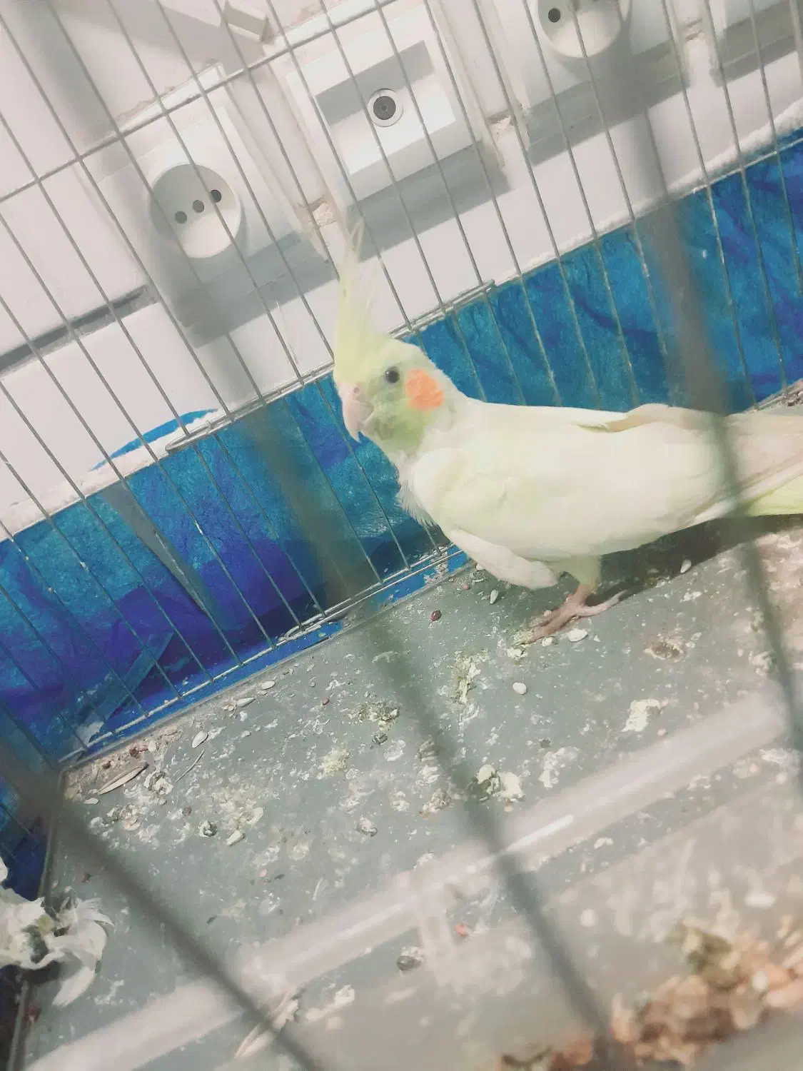 پرنده|پرنده|لردگان, |دیوار