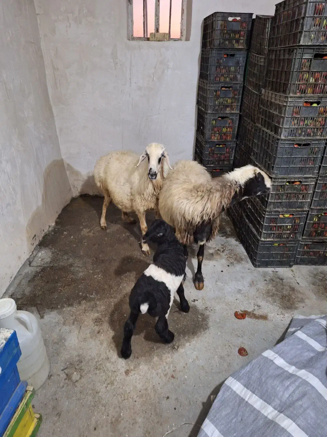 فروش سه عدد بره نر پلواری و دوعد میش بره|حیوانات مزرعه|مشهد مرغاب, |دیوار