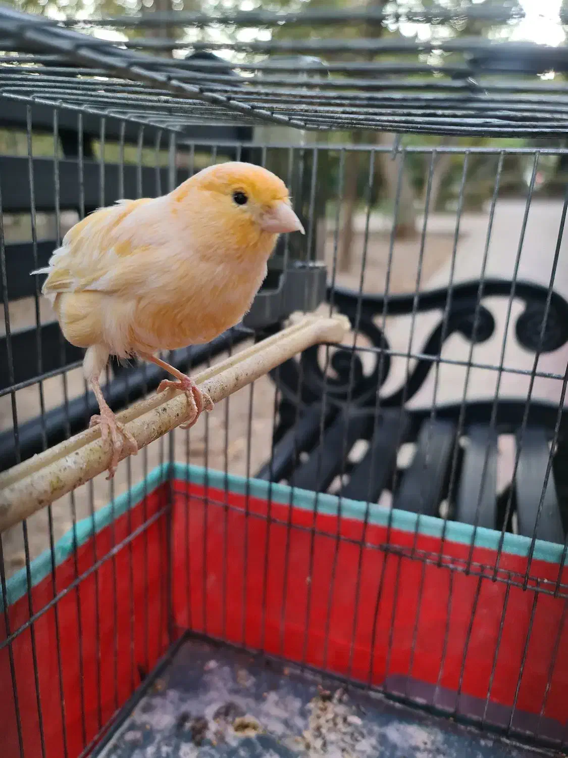 قناری جوان نر ریزه خوان باقفس ۱۲۰۰|پرنده|کرج, کوی زنبق|دیوار