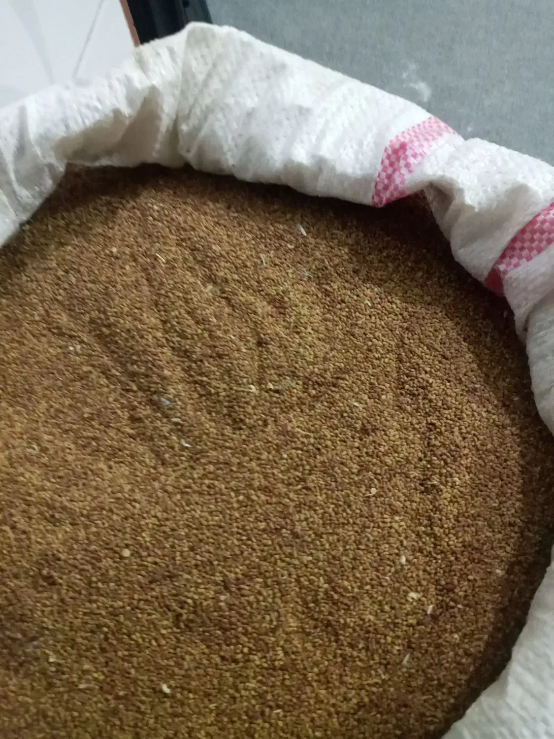 تخم یونجه|خدمات باغبانی و درختکاری|باوله, |دیوار