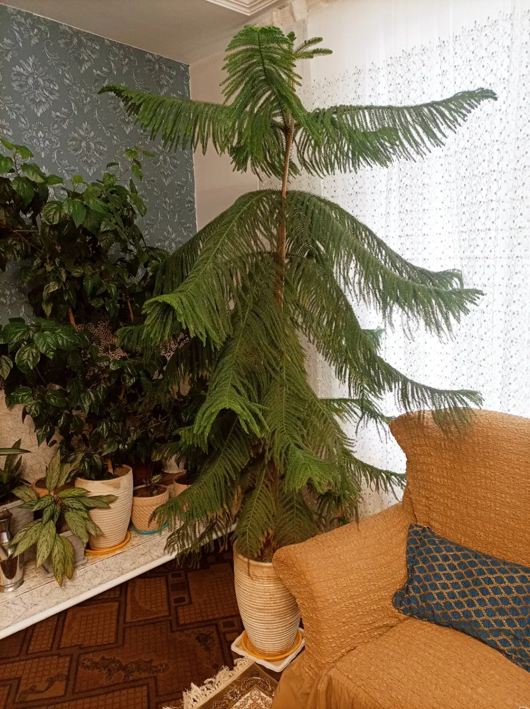 کاج|گل و گیاه طبیعی|مراغه, |دیوار