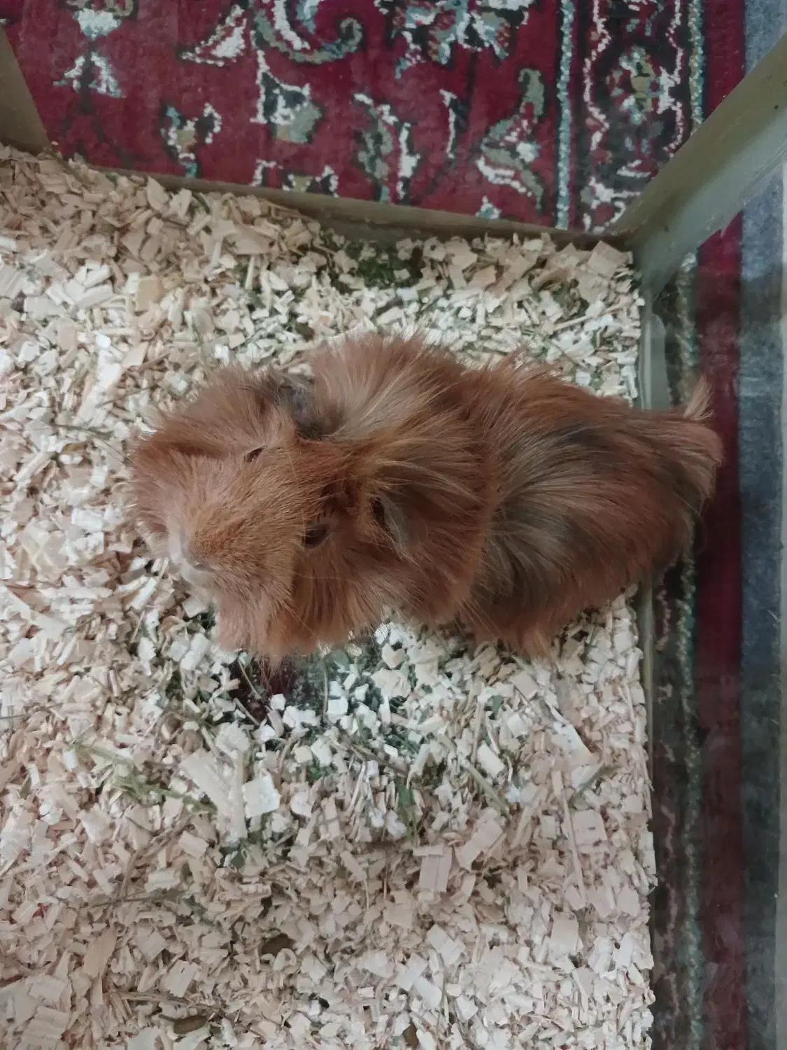 خوکچه هندی|موش و خرگوش|ری, سیزده آبان|دیوار