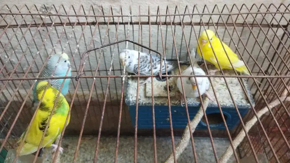 مرغ عشق در کوهچنار|پرنده|کوه چنار, |دیوار