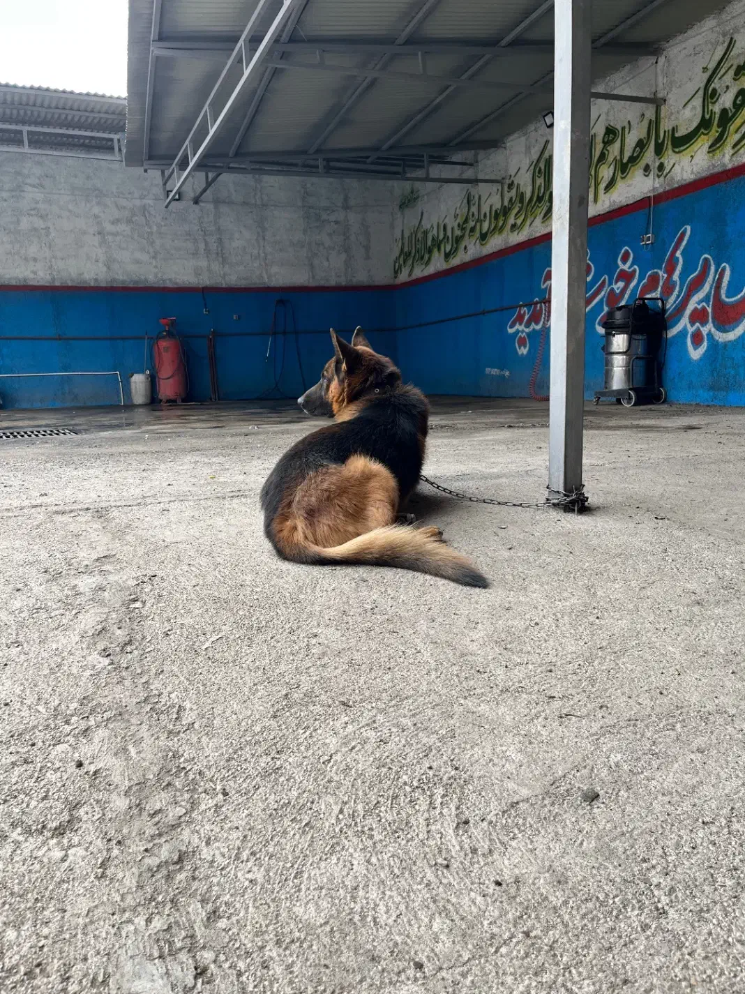 سگ ژرمن|سگ|قزوین, |دیوار