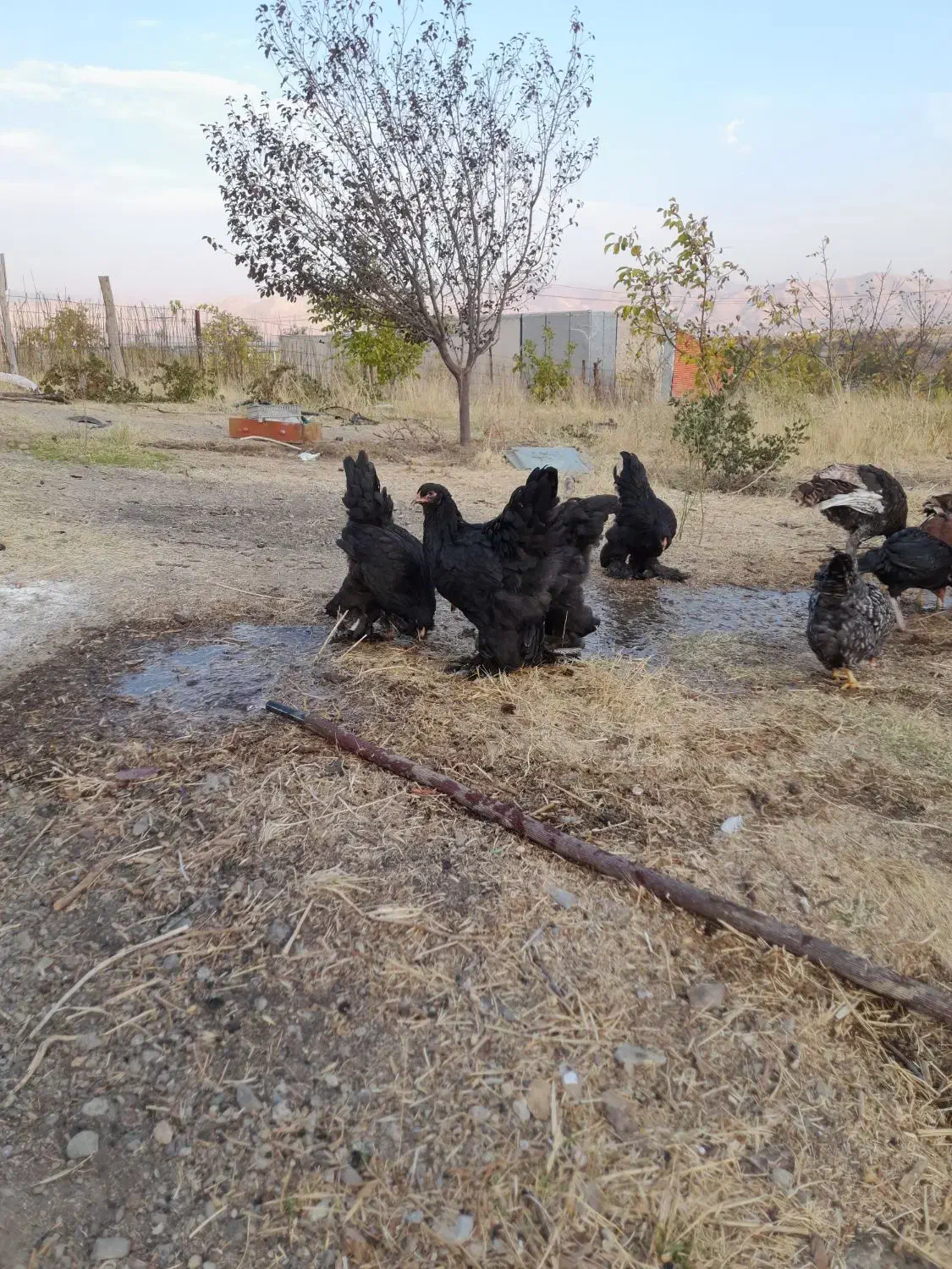 مرغ و خروس برهما  و ویاندوت|حیوانات مزرعه|پیرانشهر, |دیوار