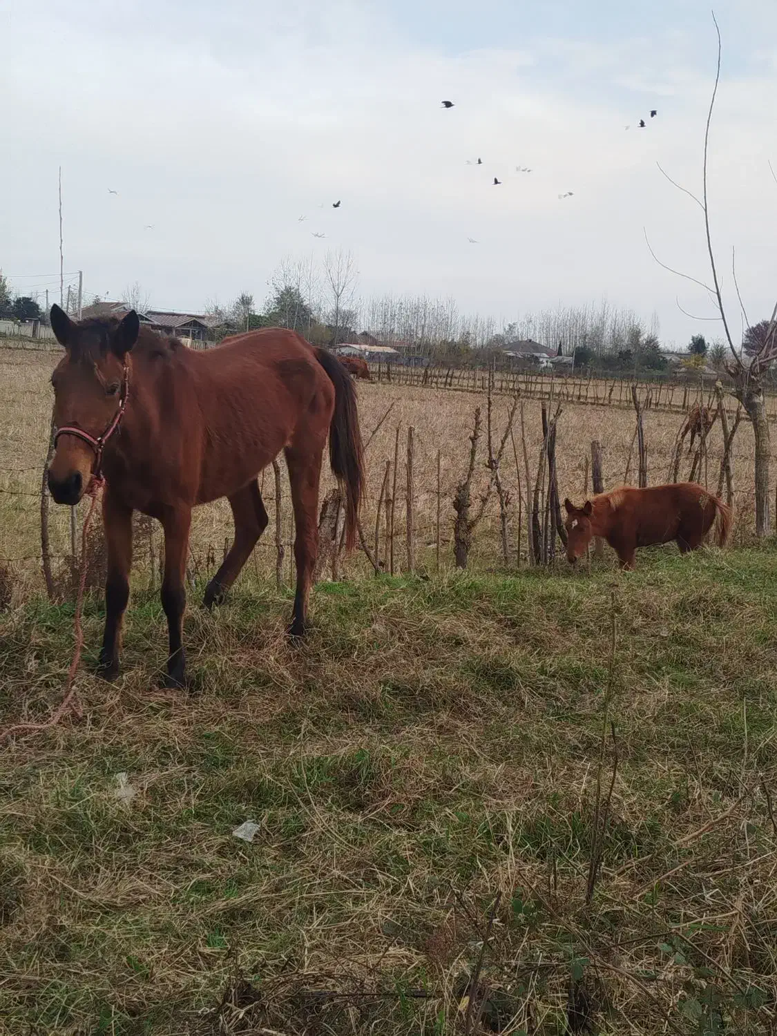 اسب مادیان با کره مادیان|اسب و تجهیزات اسبسواری|ماسال, |دیوار
