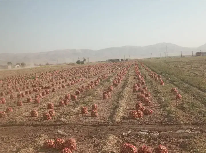 پیاز|خوردنی و آشامیدنی|قهدریجان, |دیوار