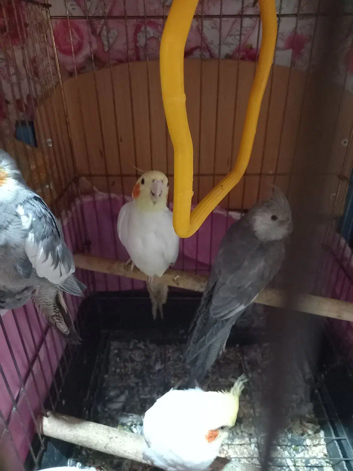 عروس هلندی|پرنده|بندر امام خمینی, |دیوار