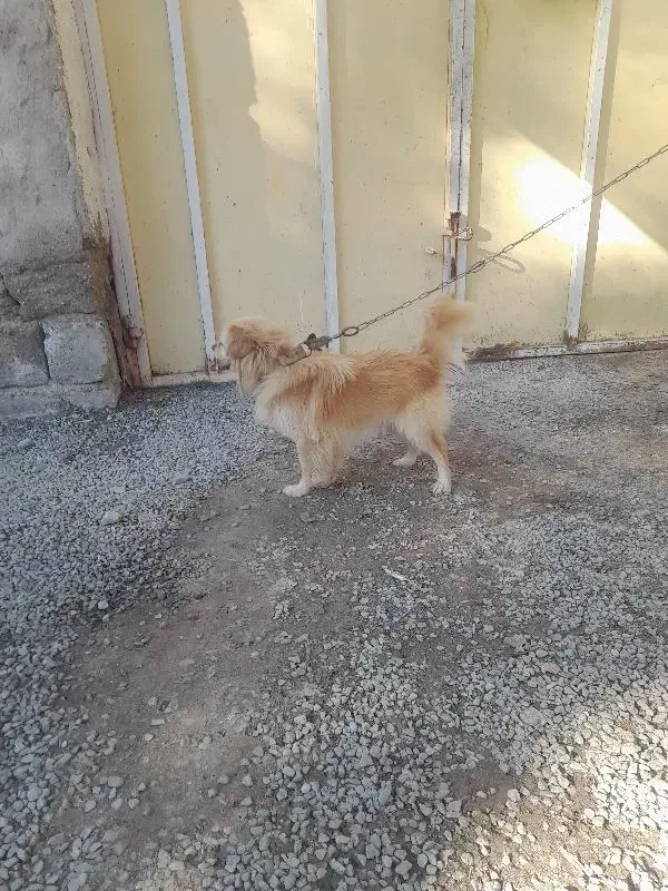 حیوان|سگ|جیرفت, |دیوار