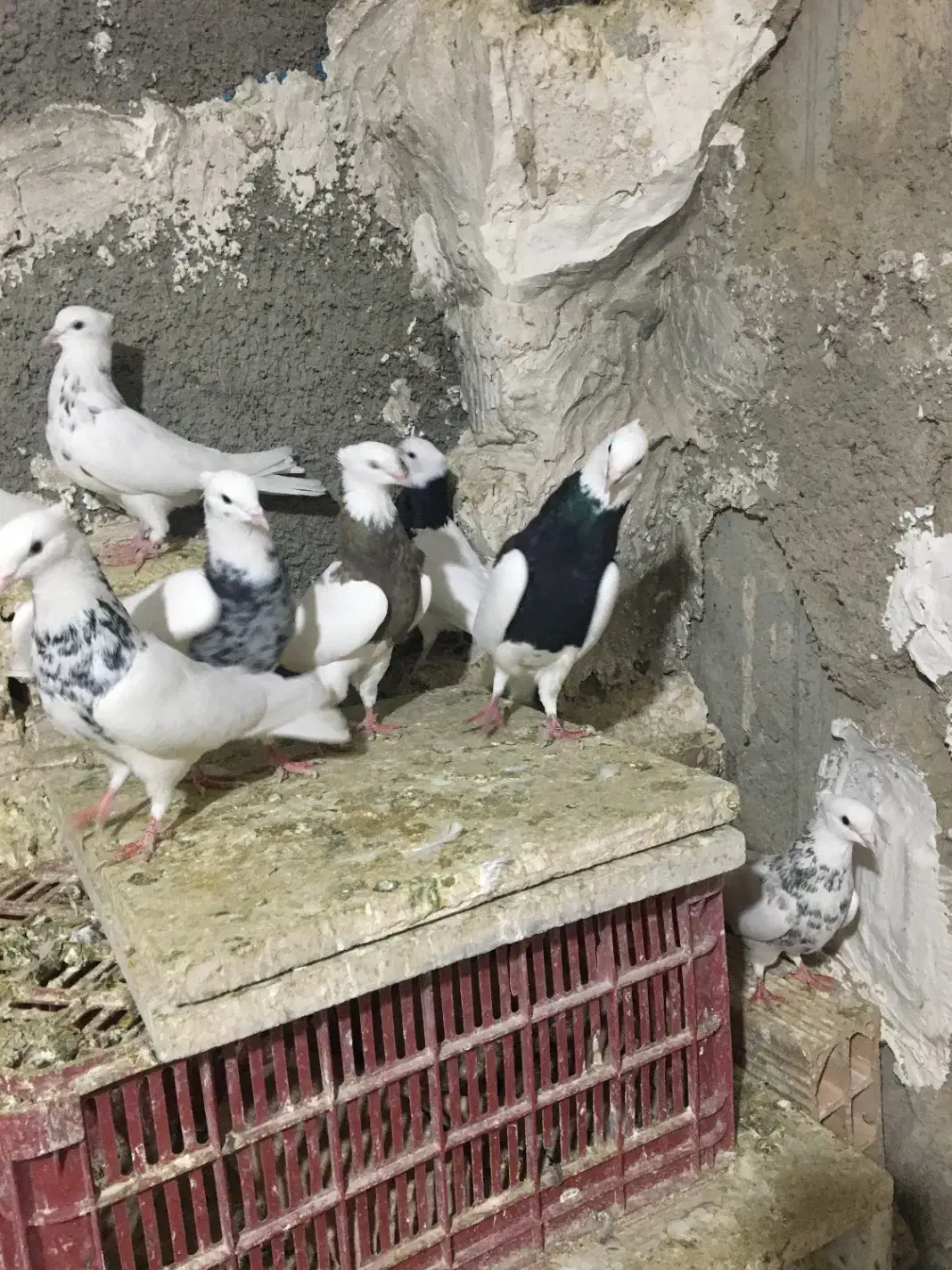 طوقی عالی|پرنده|رباط‌کریم, شترخوار|دیوار