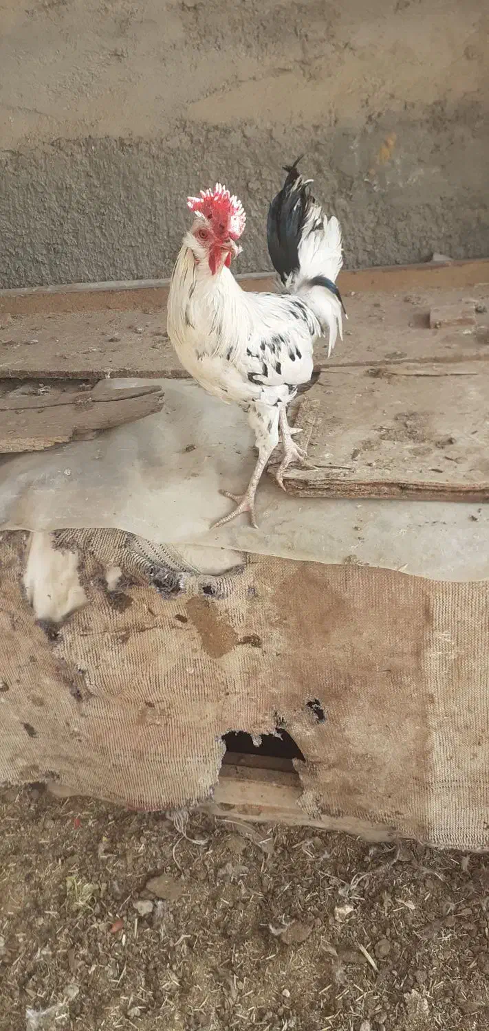 خروس|حیوانات مزرعه|اصفهان, زیار|دیوار