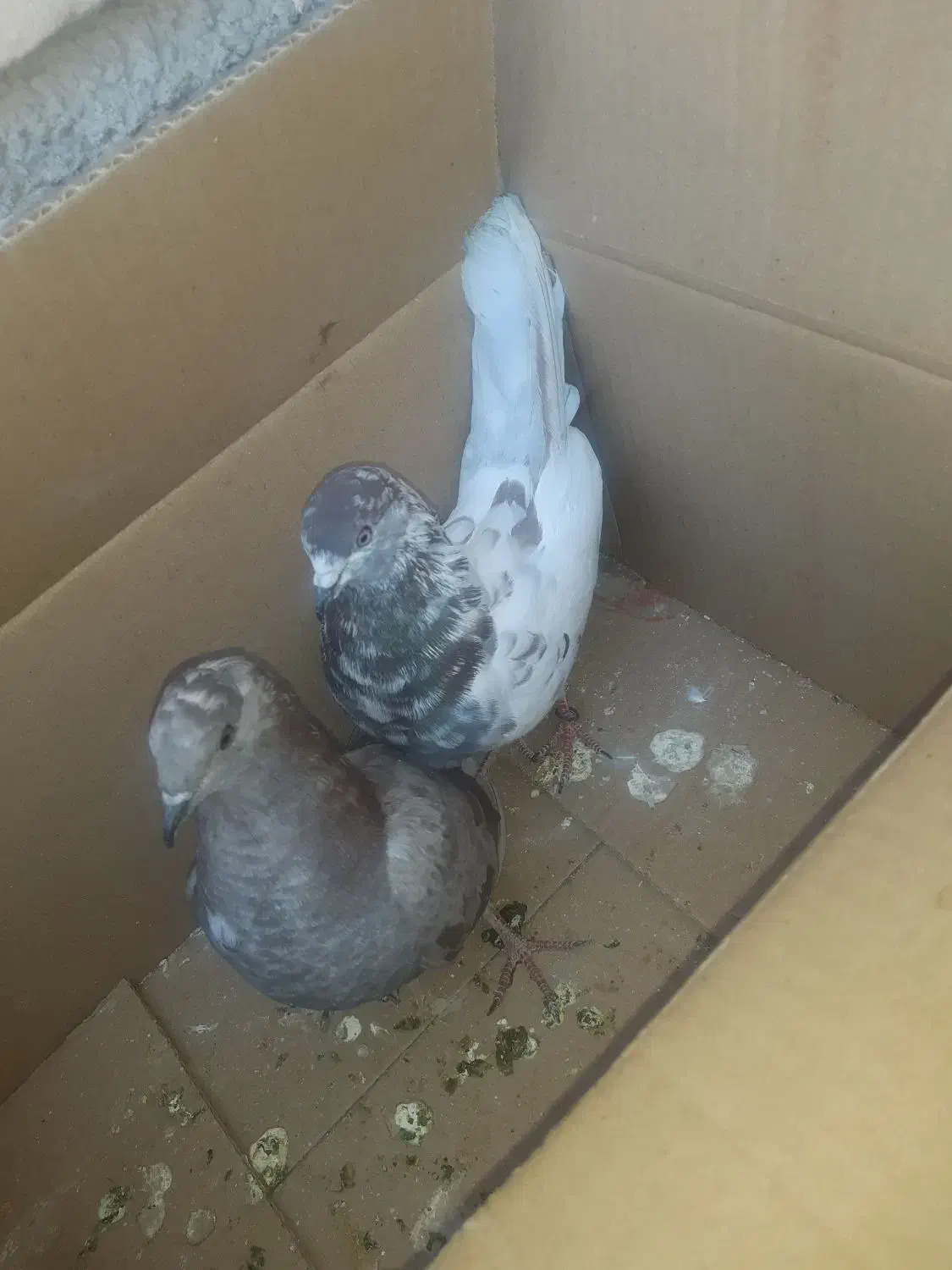 کبوتر|پرنده|ایرانشهر, |دیوار