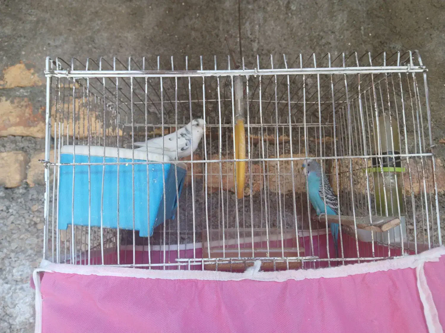 مرغ عشق|پرنده|یاسوج, |دیوار