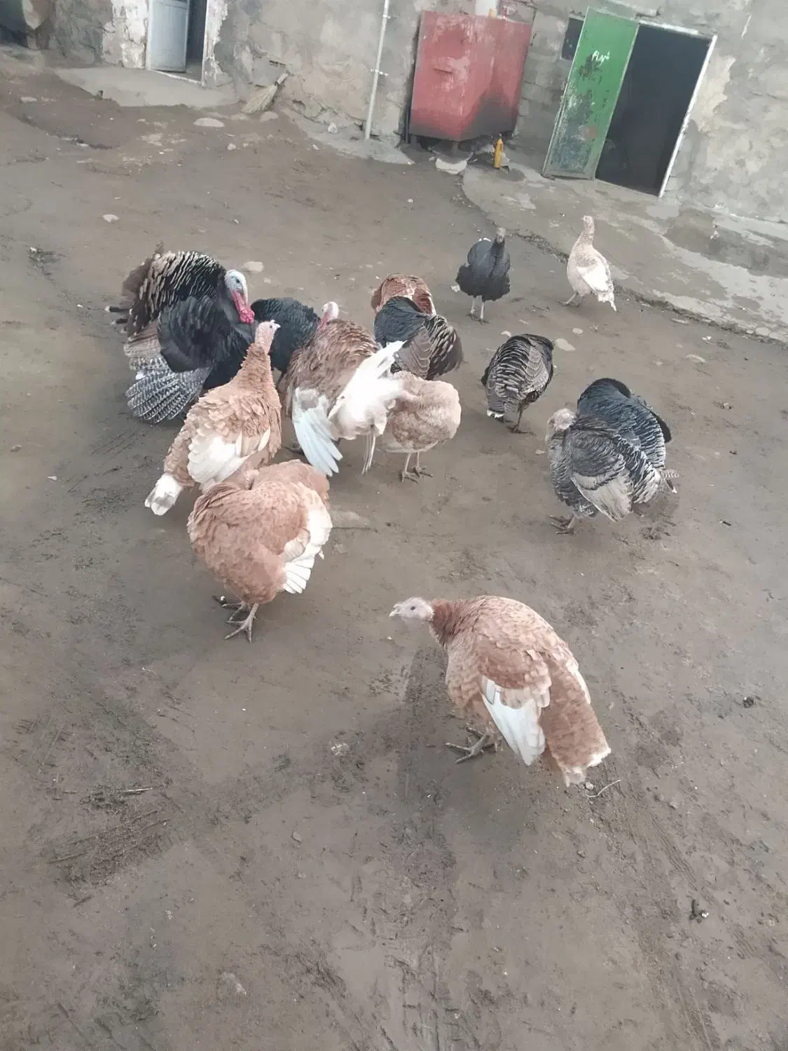 فروش 11عدد بوقلمون|حیوانات مزرعه|پیرانشهر, |دیوار