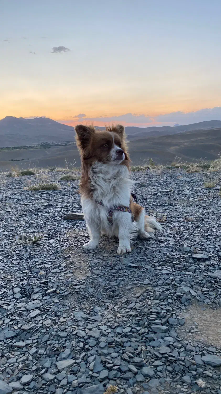 گمشده|حیوانات|گلپایگان, |دیوار