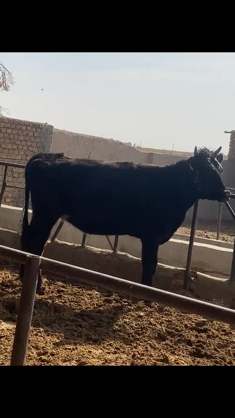 استخدام برای گاوداری شیری 13 راس|استخدام صنعتی، فنی، مهندسی|گرمسار, |دیوار