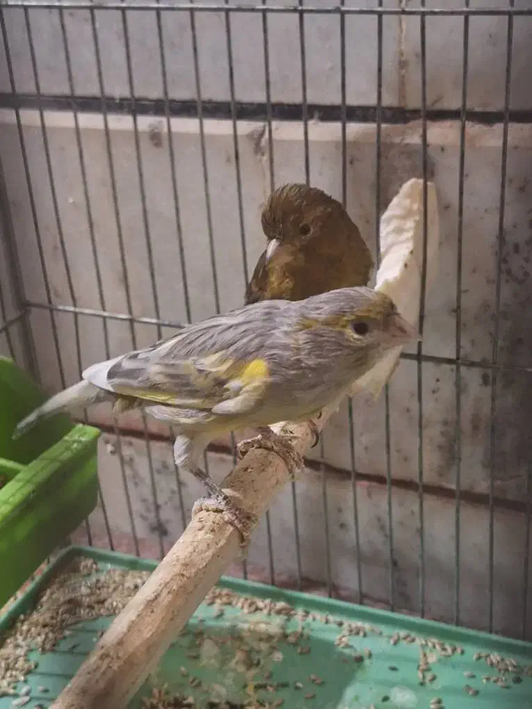 قناری فنچ مرغ عشق طوطی کوتوله کبوتر مرغ|پرنده|خمینی‌شهر, |دیوار