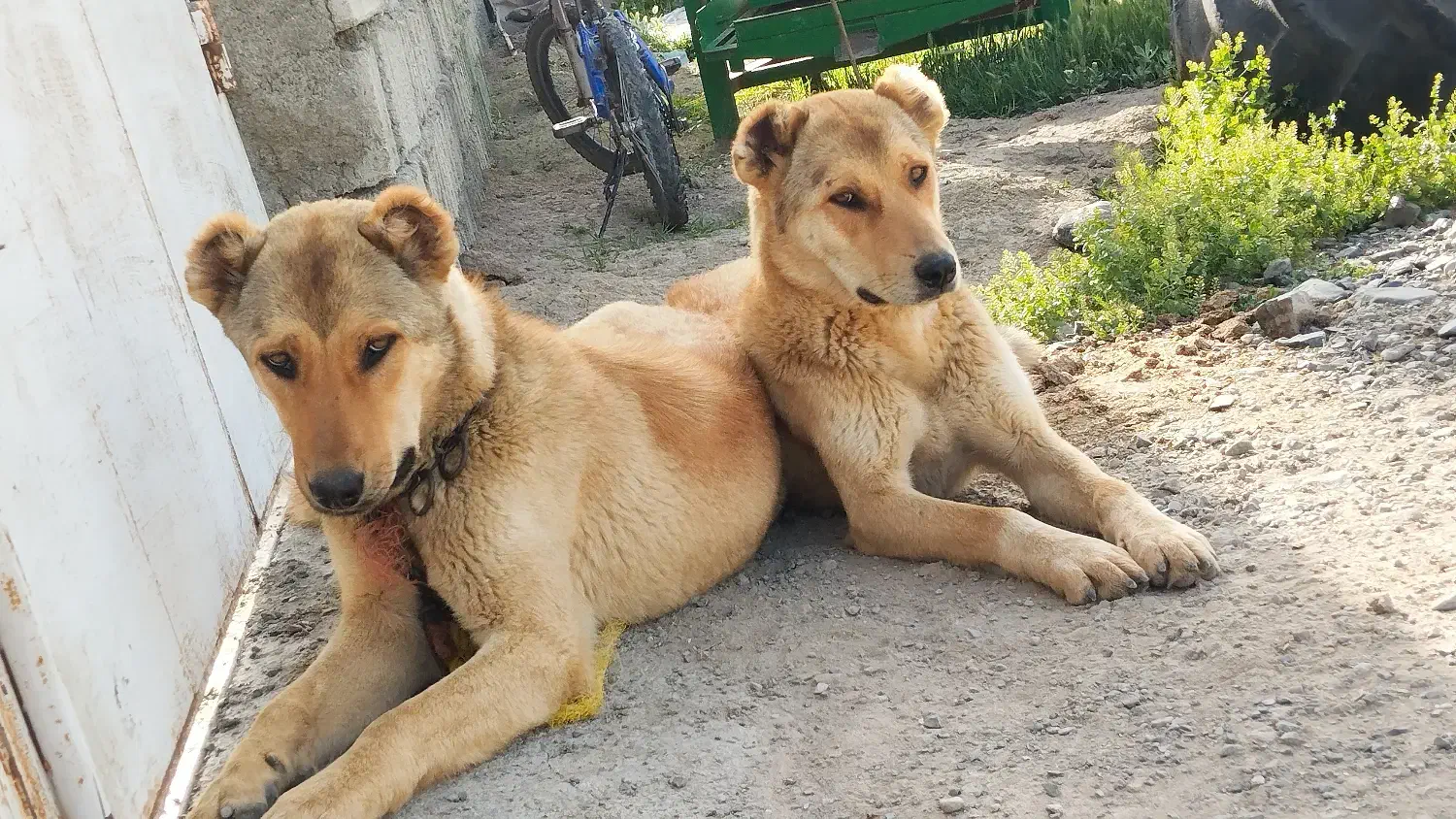 سگ نگهبان سرابی|سگ|کامیاران, |دیوار