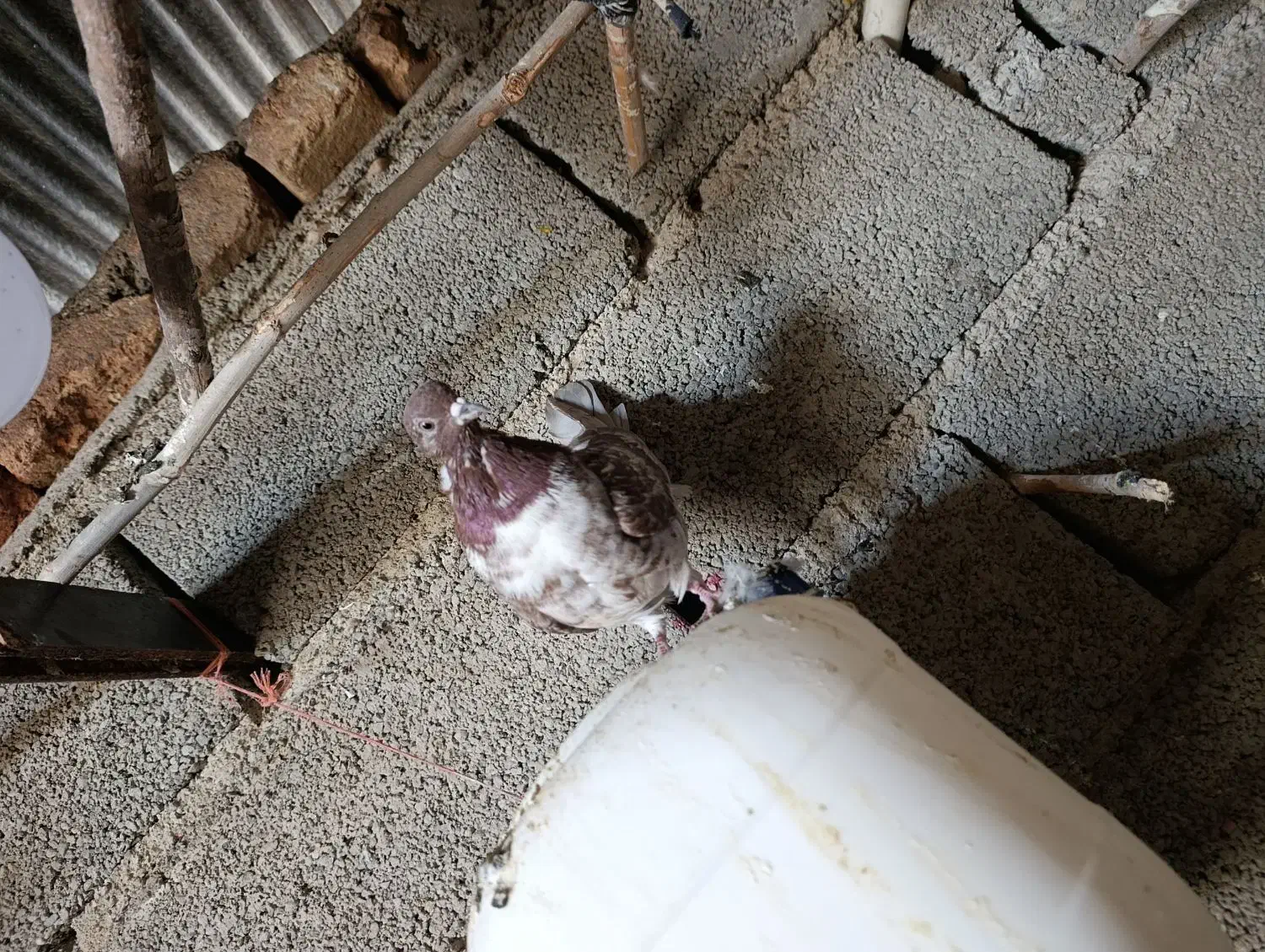 دوتاکفتر غریب گیری تهرانی|پرنده|کوهسار (البرز), |دیوار