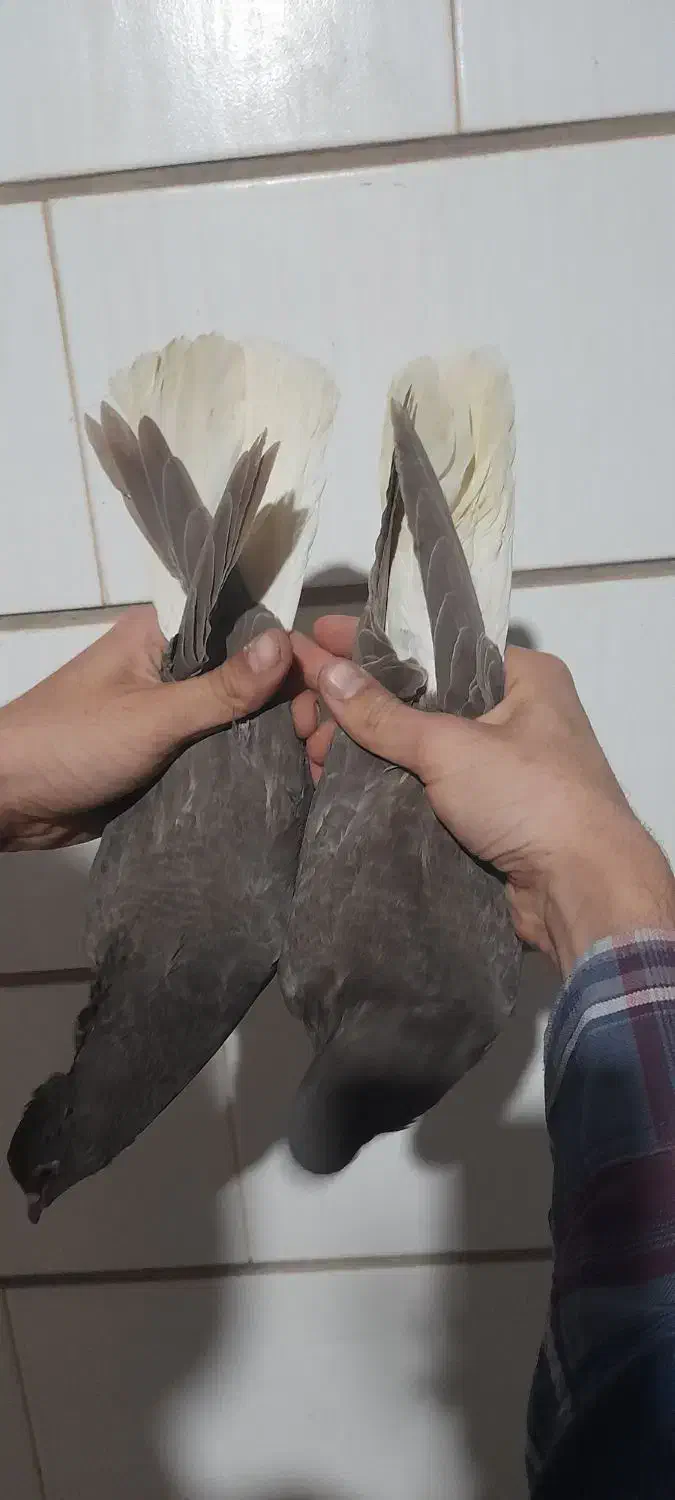 چند جفت شهری و دم سفید کلکسیونی|پرنده|برازجان, |دیوار