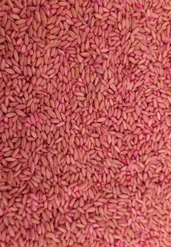 گندم بذری|گل و گیاه طبیعی|قروه, |دیوار