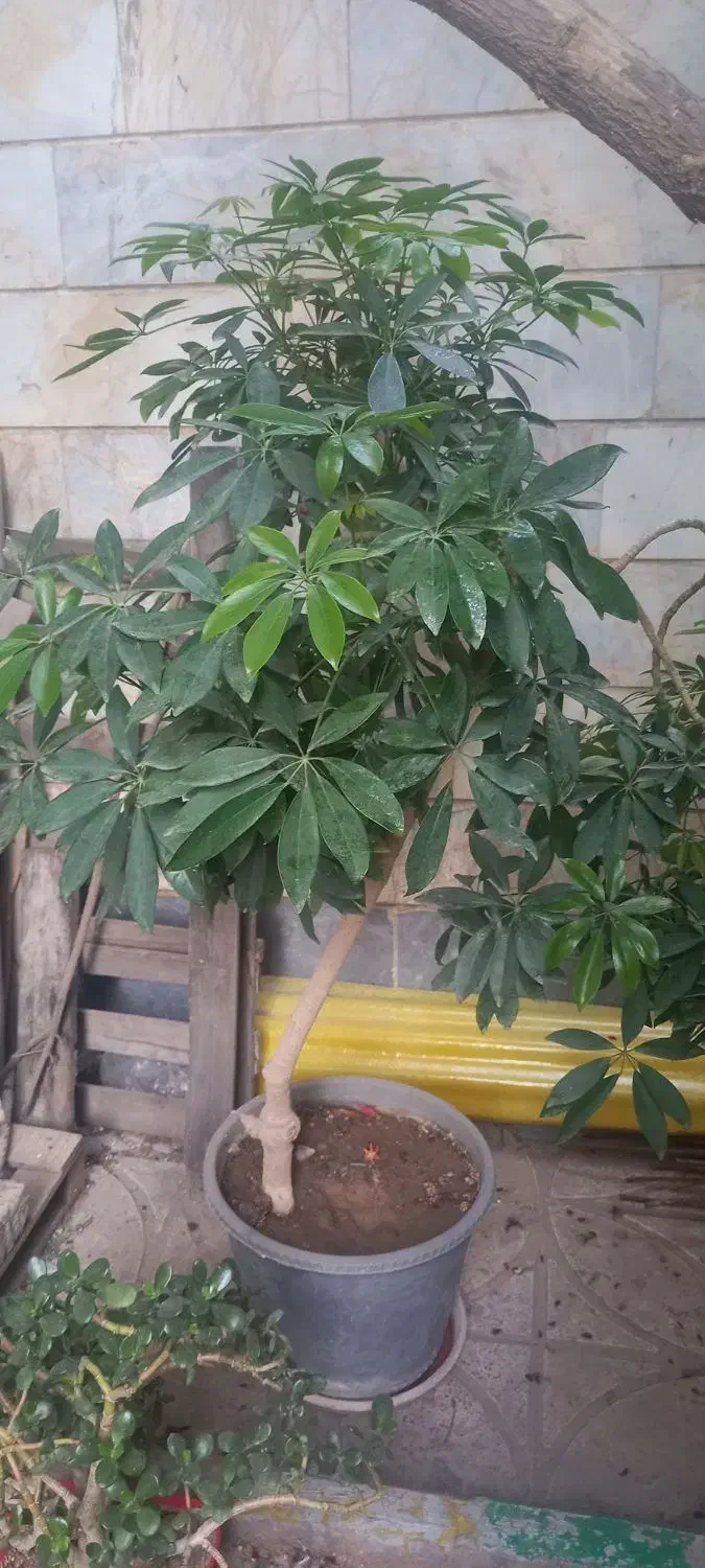 دو عدد گل شفلرا|گل و گیاه طبیعی|هشتگرد, شهرک بعثت|دیوار