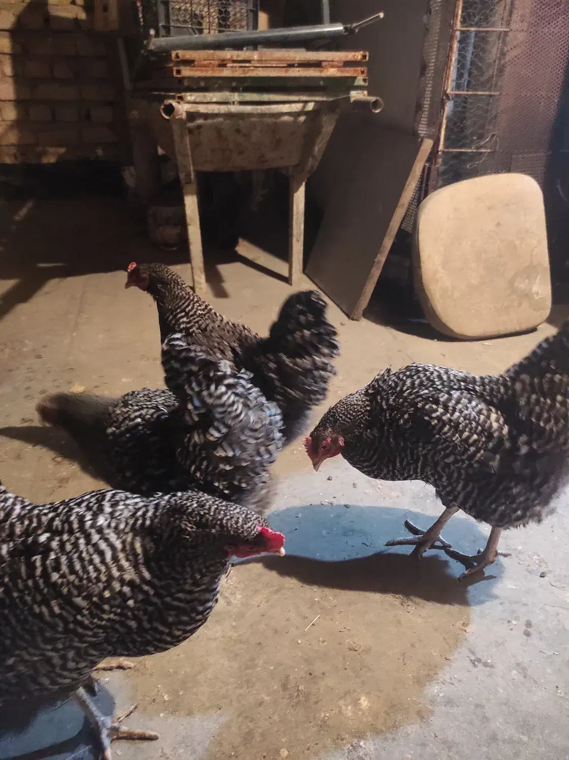 مرغ امروک تخم گذار|حیوانات مزرعه|شیراز, کوشک میدان|دیوار