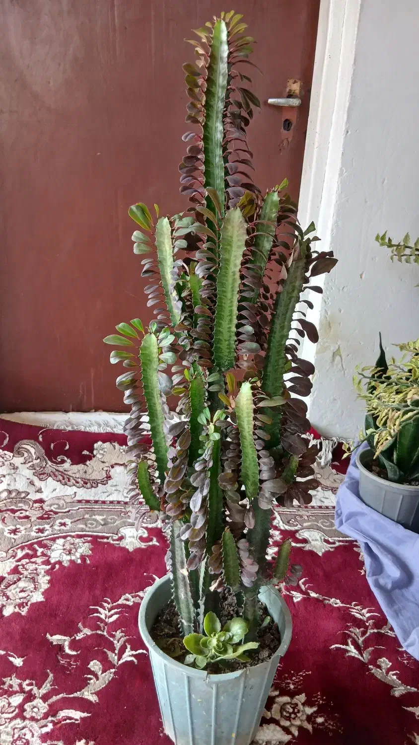 گل آفریبا کوچک ۵۰۰بزرگ۱۰۰۰۰۰۰|گل و گیاه طبیعی|آستانه اشرفیه, |دیوار