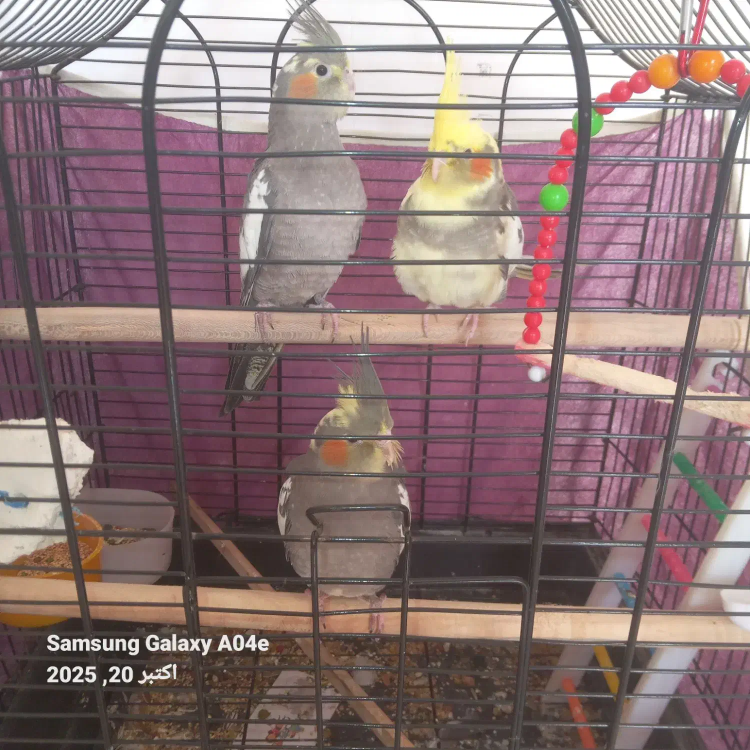 جوجه عروس|پرنده|املش, |دیوار