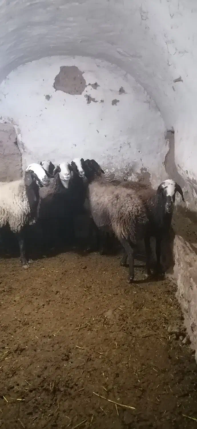 سلام یک راس قوچ قره قزل اصل دودندان|حیوانات مزرعه|دشتابی, |دیوار