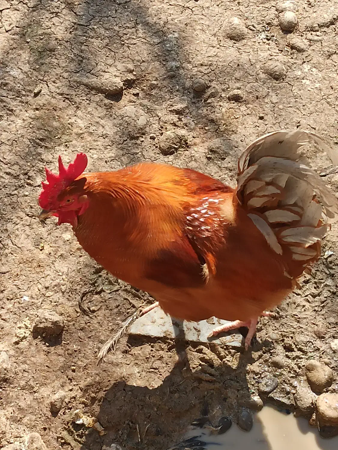 اردک خروس غاز|حیوانات مزرعه|قائم‌شهر, |دیوار