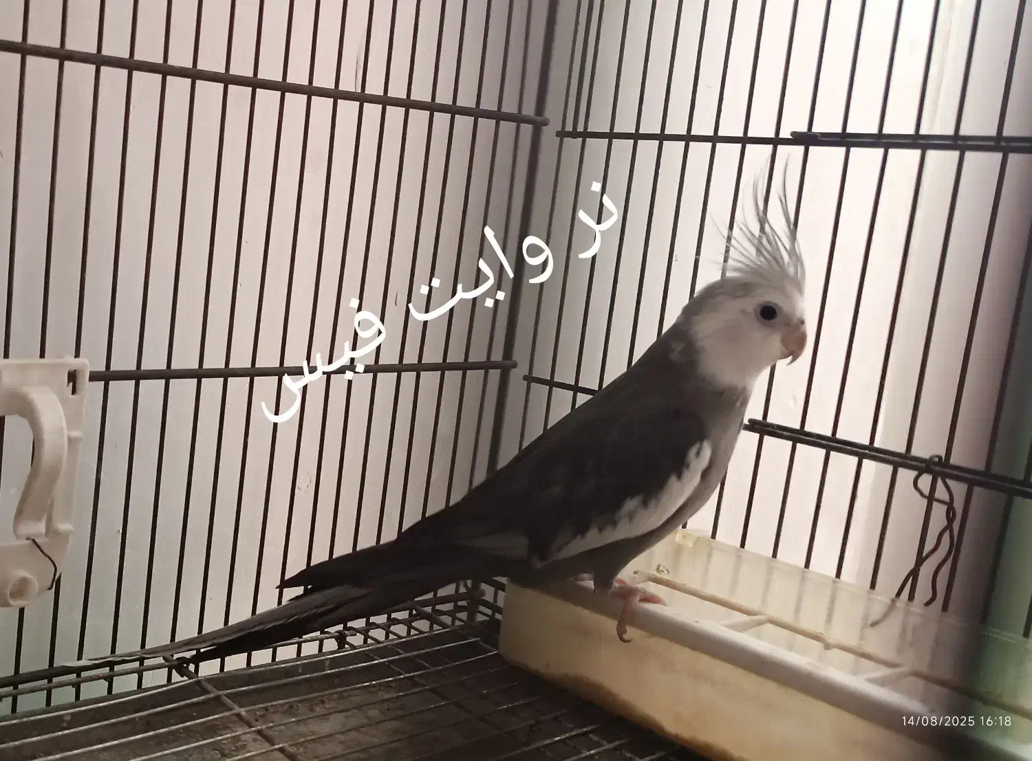 عروس هلندی مولد نژاد خاص|پرنده|همدان, |دیوار