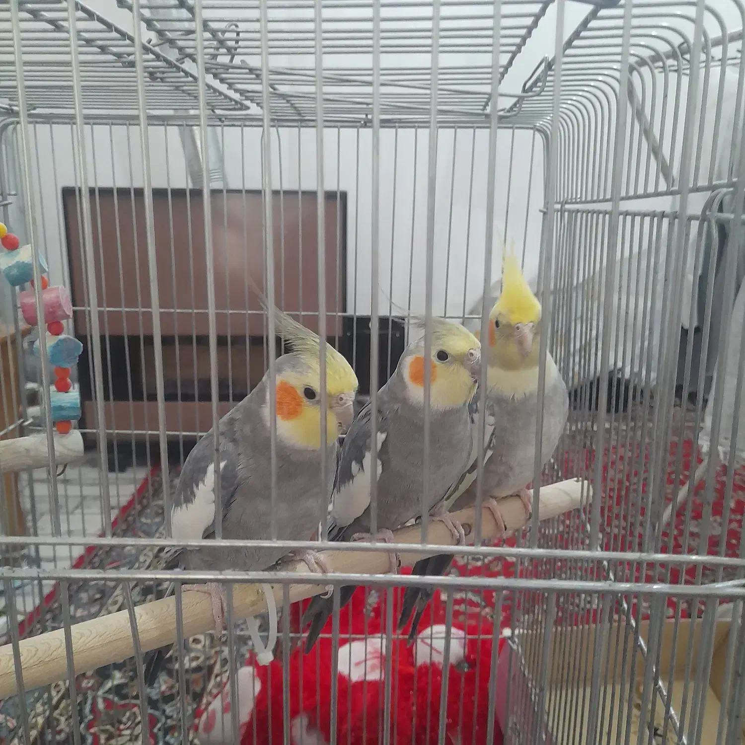 عروس هلندی|پرنده|باسمنج, |دیوار