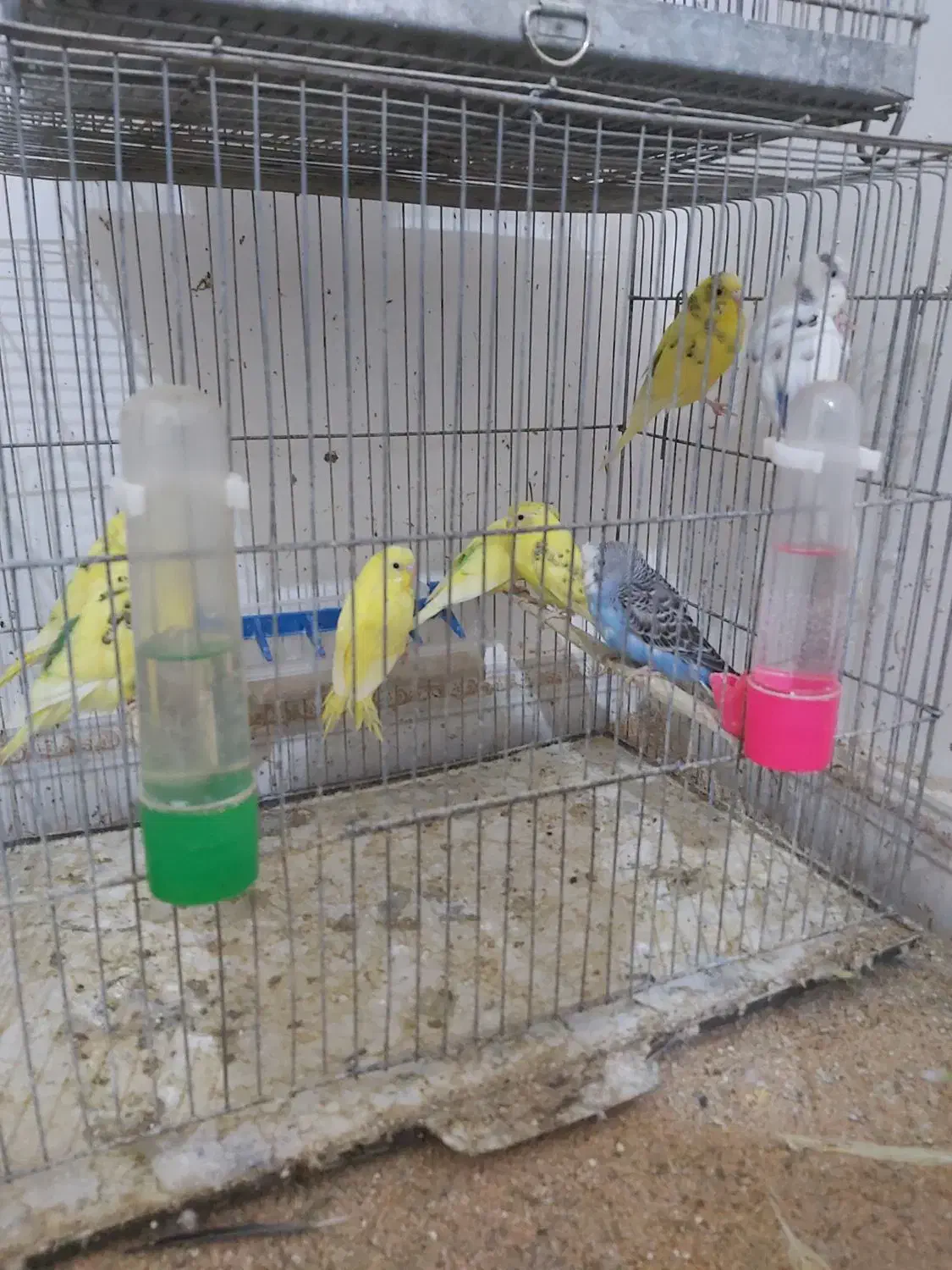 ۱۷تا مرغ عشق|پرنده|کرمانشاه, |دیوار