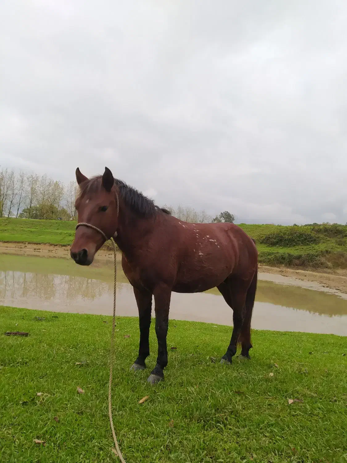 اسب کاری کاملا فقیر|اسب و تجهیزات اسبسواری|رشت, لاکان|دیوار