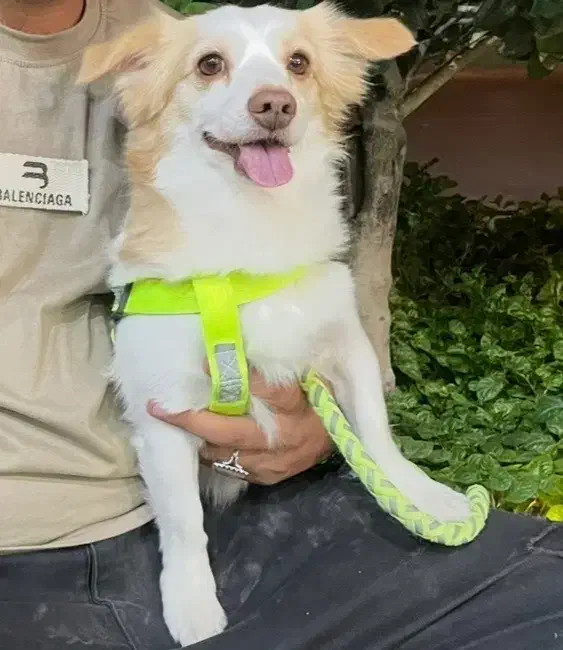 سگ گمشده حدود یکماه پیش،محدوده شیراز|سگ|شیراز, حومه شیراز|دیوار