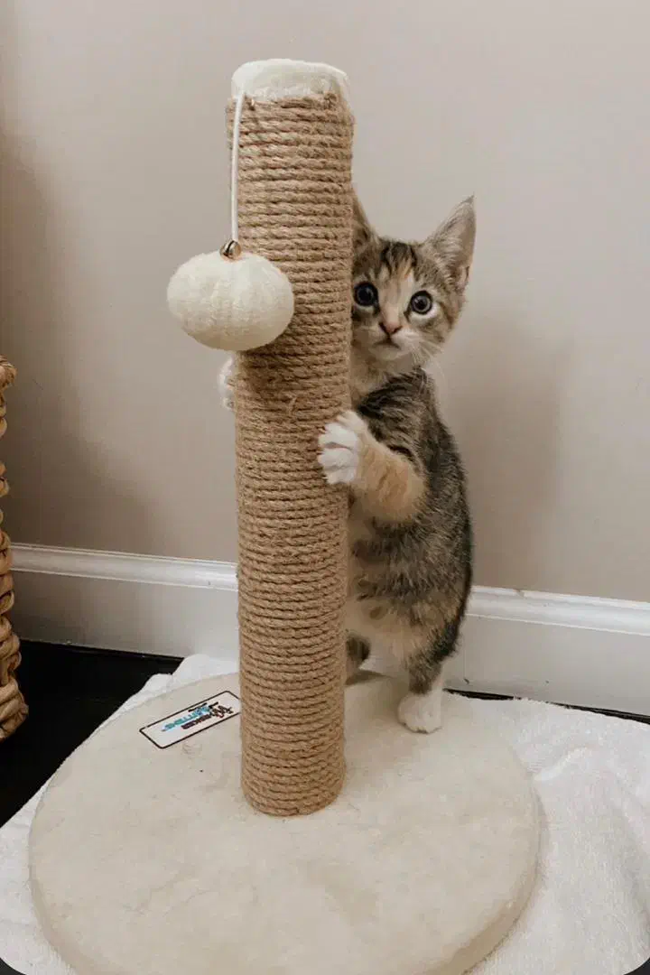 پت شاپ نوین واوان|لوازم جانبی حیوانات|اسلامشهر, شهرک واوان|دیوار