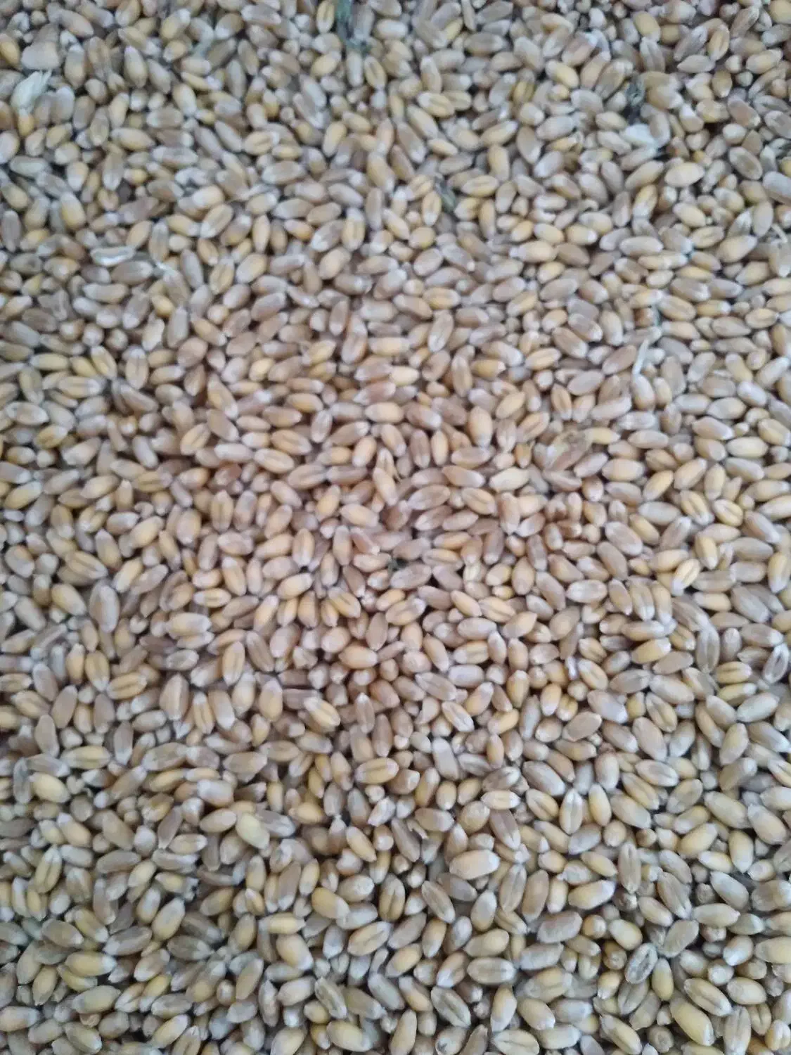 بذر گندم خارجی رقم سبز فرانسه|خدمات باغبانی و درختکاری|پارس‌آباد, |دیوار