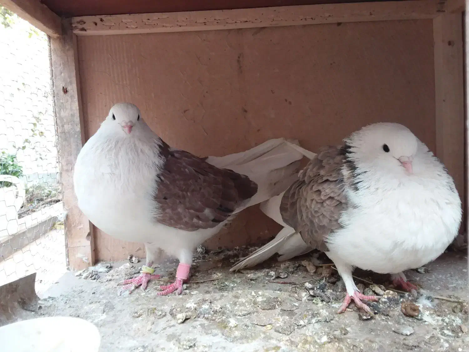 کبوتر دو کت تهرانی بسیار کشیده|پرنده|قم, جهان بینی|دیوار