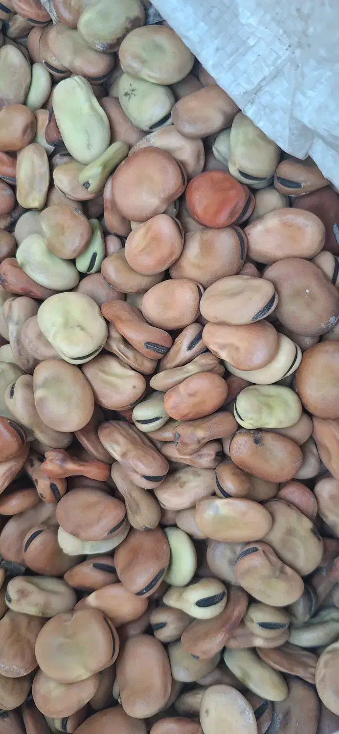 بذر باقلا زودرس تناژ بالا|خوردنی و آشامیدنی|سنگدوین, |دیوار