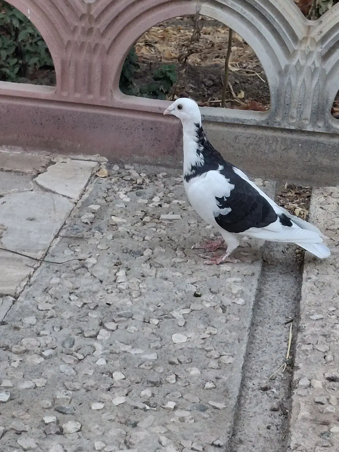 کفتر رنگی آلمانی|پرنده|مشهد, دانشجو|دیوار