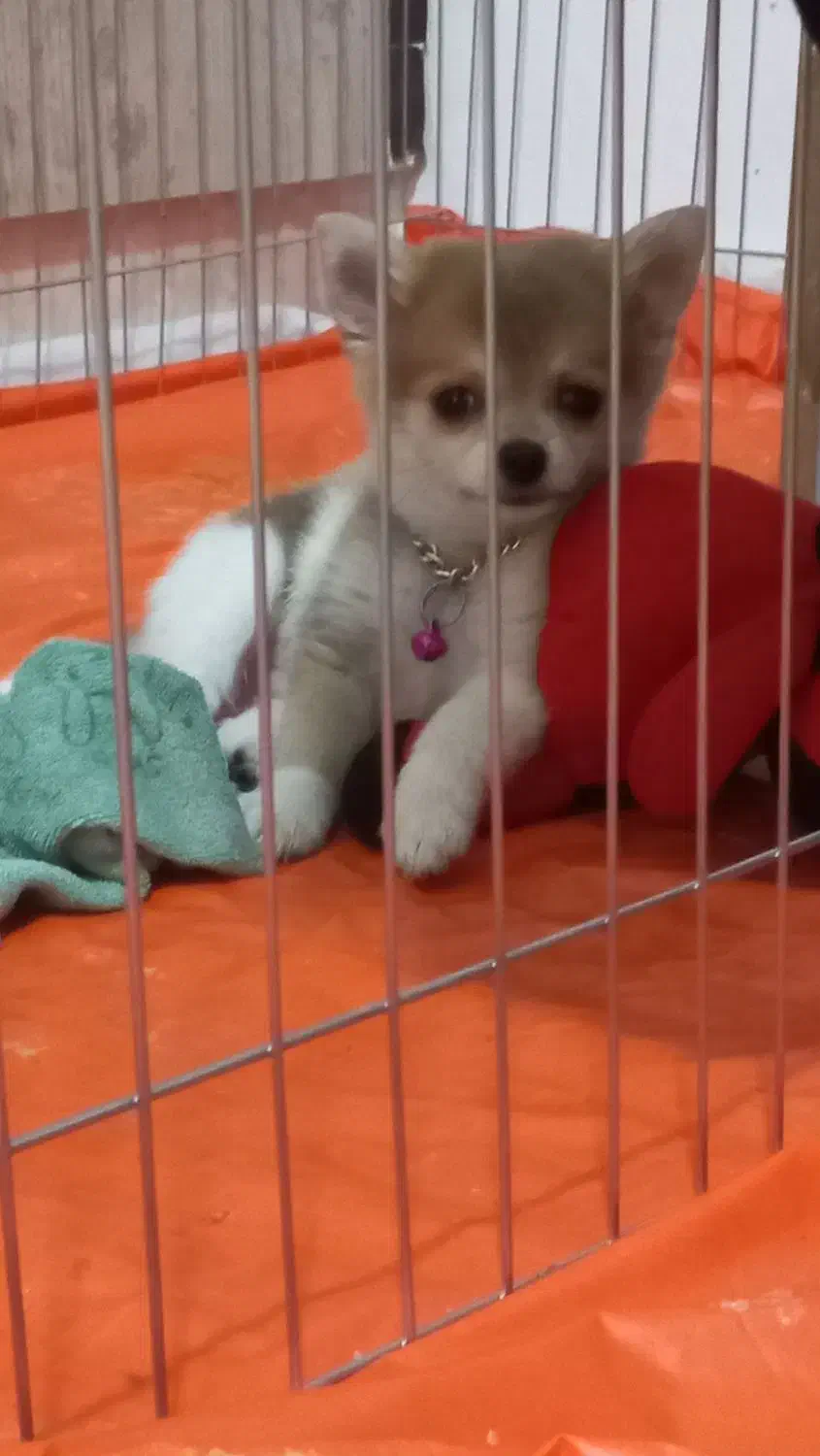 سگ 4 ماهه|سگ|صباشهر, |دیوار