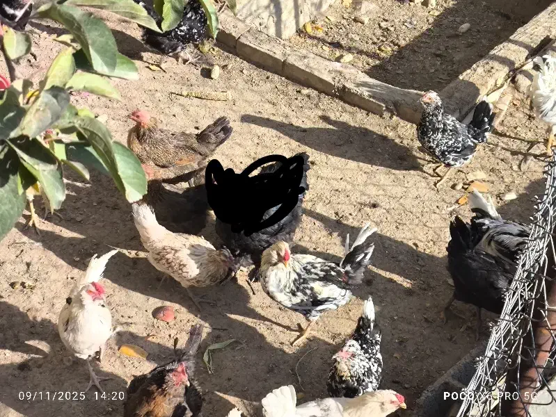 مرغ و خروس گلین|حیوانات مزرعه|انگوران, |دیوار