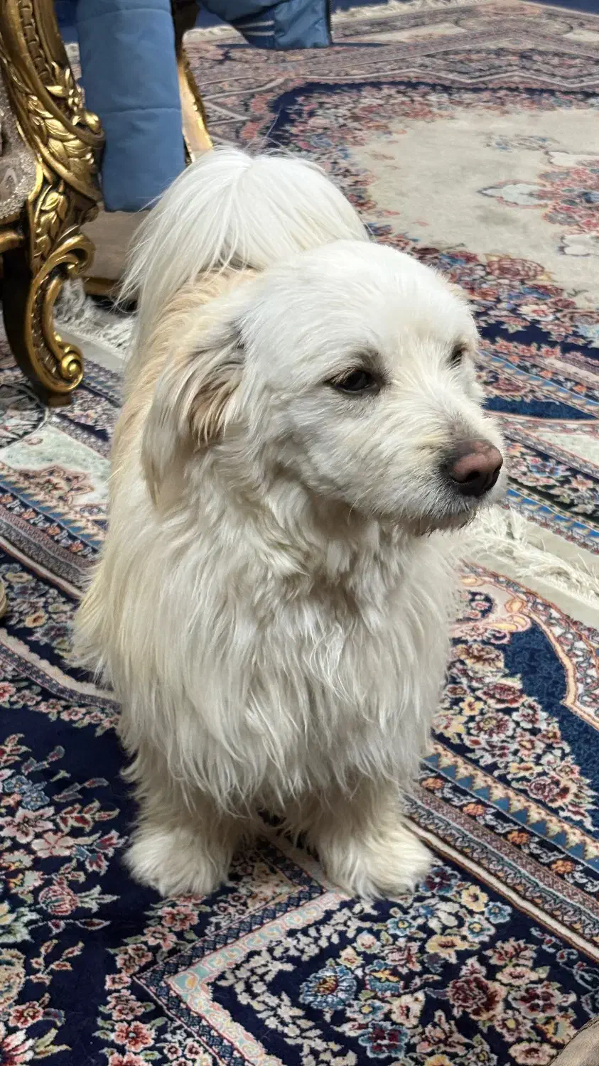 سگ برفی|سگ|بهارستان, |دیوار