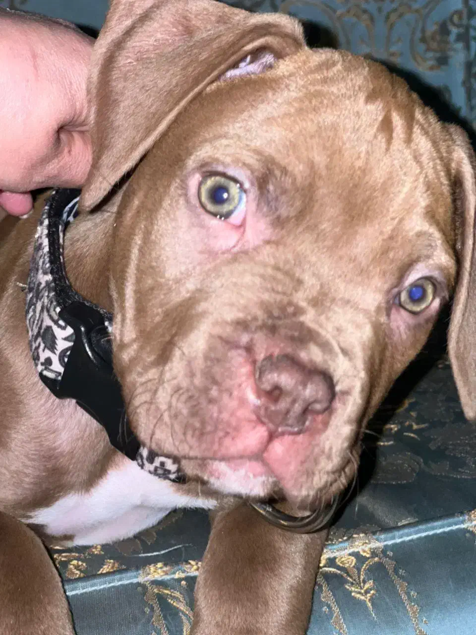 واگذاری توله پیتبول|سگ|پاکدشت, پاکدشت (مامازند)|دیوار