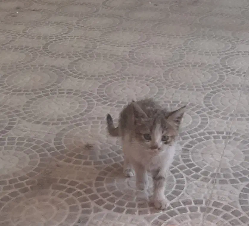 بچه گربه|گربه|ساوه, |دیوار