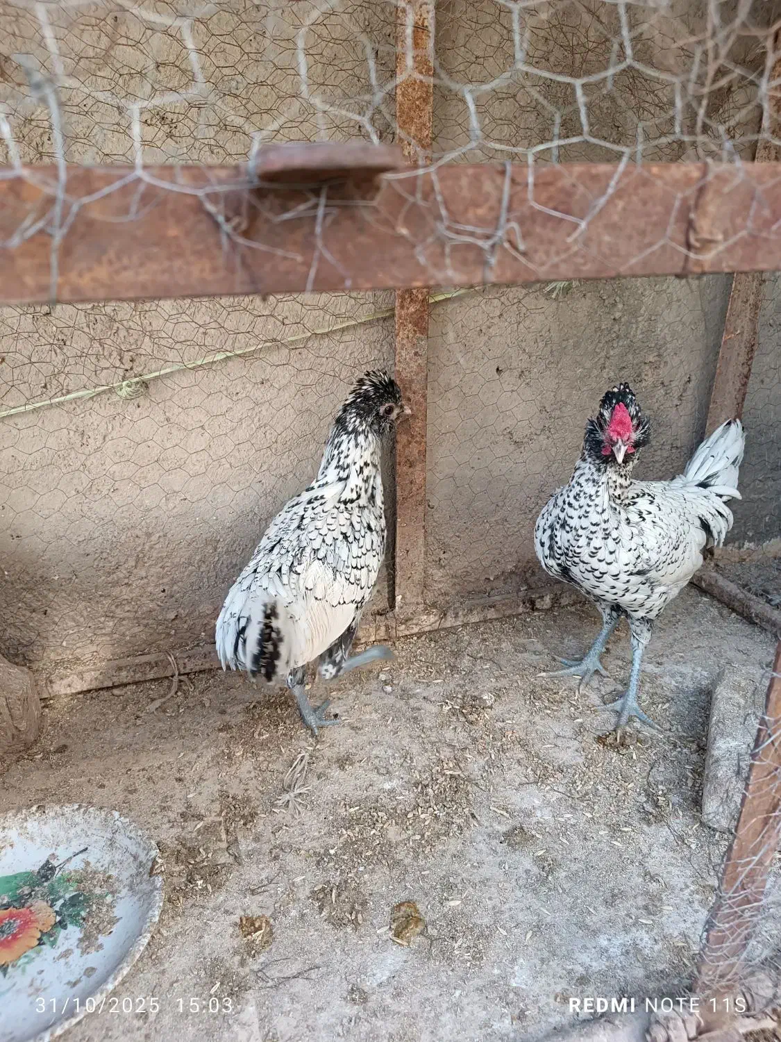 خروس مینیاتوری|حیوانات مزرعه|نیشابور, مازول|دیوار