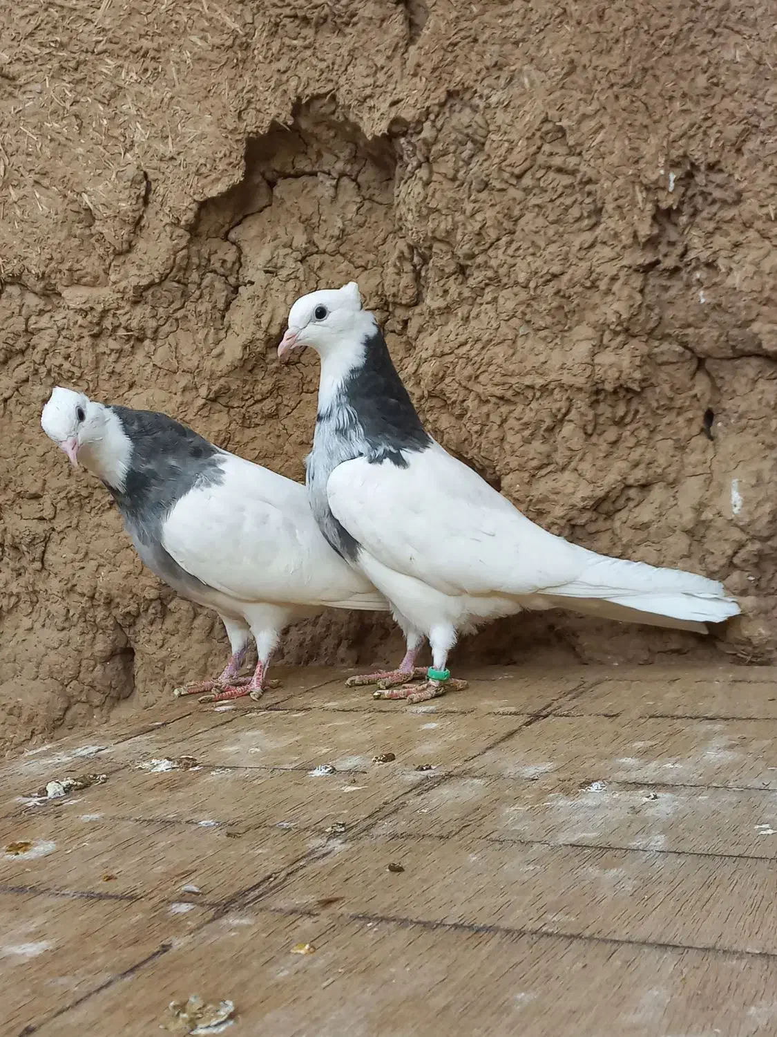 کبوتر طوقی|پرنده|بوئین زهرا, |دیوار