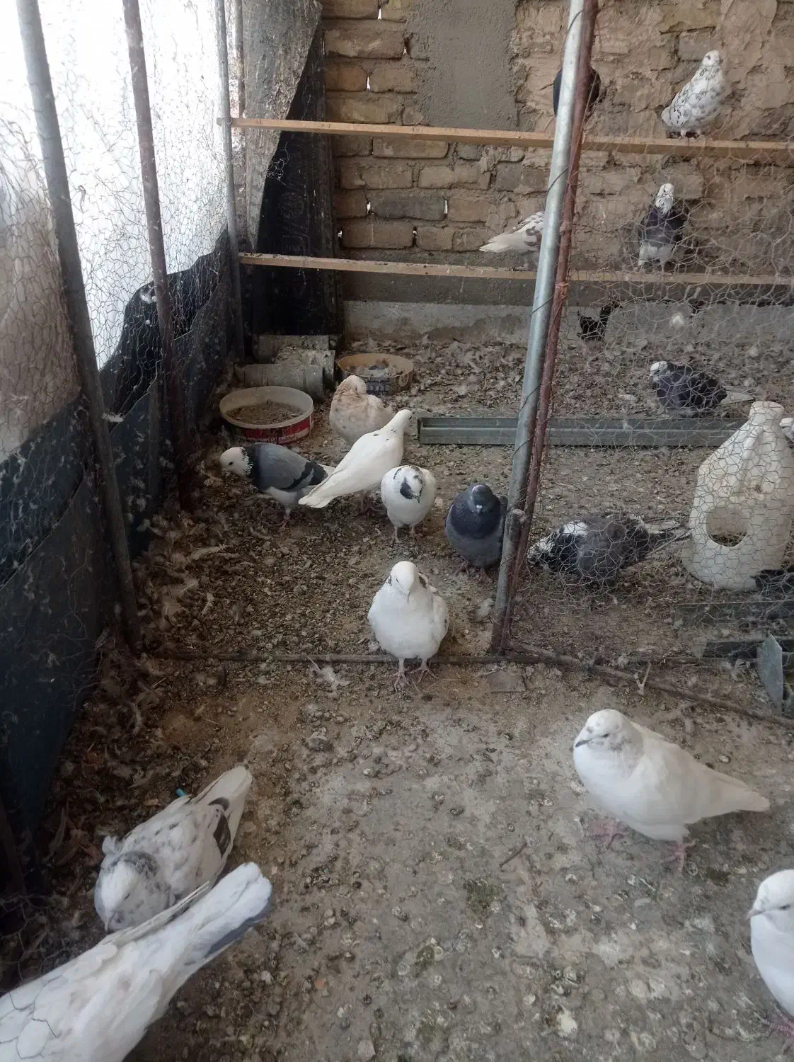 گفتر تهرانی|پرنده|بومهن, |دیوار